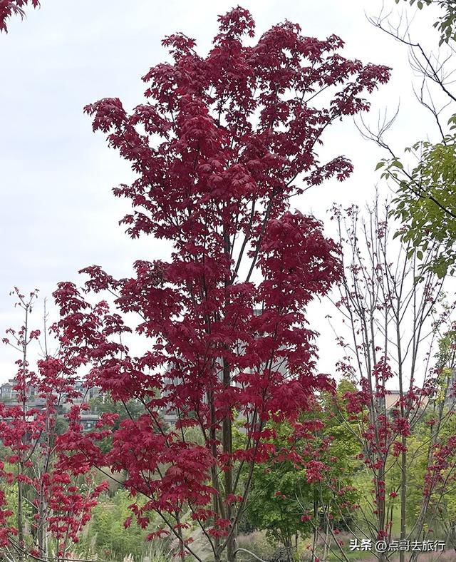 成都最美的枫叶公园，已惊艳上线，都不要门票，地铁公交车直达！