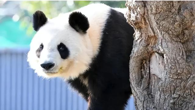 最后关头	，高市政府通告中国，希望租借新熊猫，中方误判了日本？