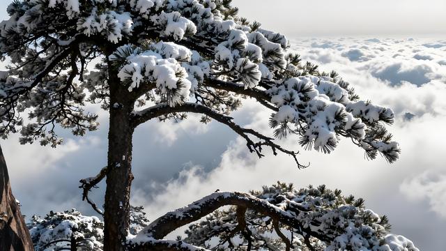 初雪染黄山 仙境入画来 —— 初冬秘境深度游纪