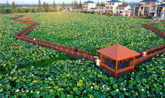 来太仓看音乐节，住宿还没定？看这一篇就够了！