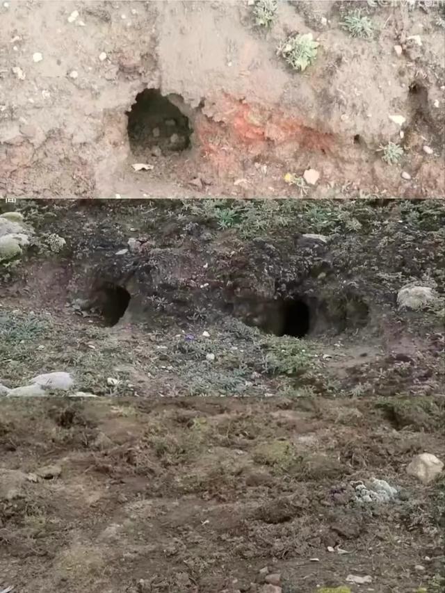从长城烟火到高原烟火 为何两次踩中生态红线？