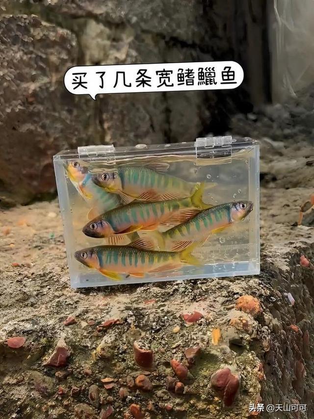 桃花鱼和马口鱼的区别，快来看看！