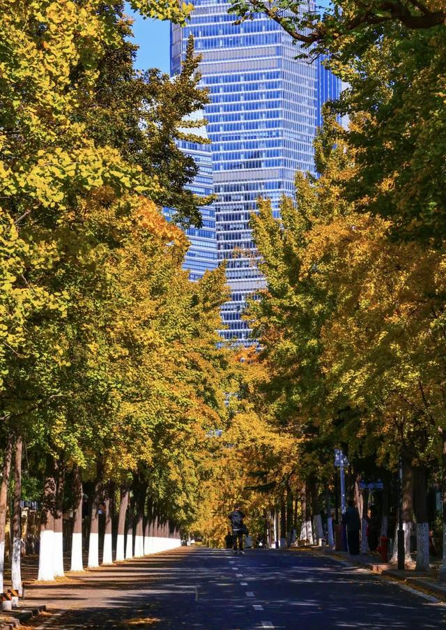 落叶缓扫，青岛留住秋日诗意