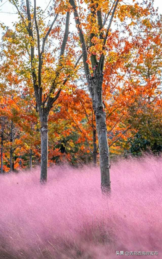 走不出这画了,我已被西海岸的秋景迷倒 🥹