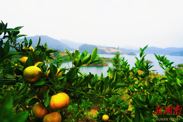 品亚运柑橘，赏千岛湖景！10月26日一起到安化宝塔山组个“橘”
