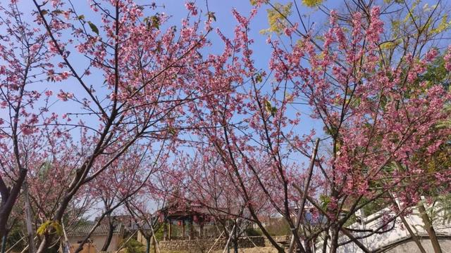 反季惊喜！北方白雪皑皑 始兴这座古村樱花浪漫