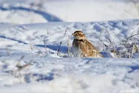 这些鸟或带来牢狱之灾，一旦遇到千万别捕捉、别饲养、别购买！图片
