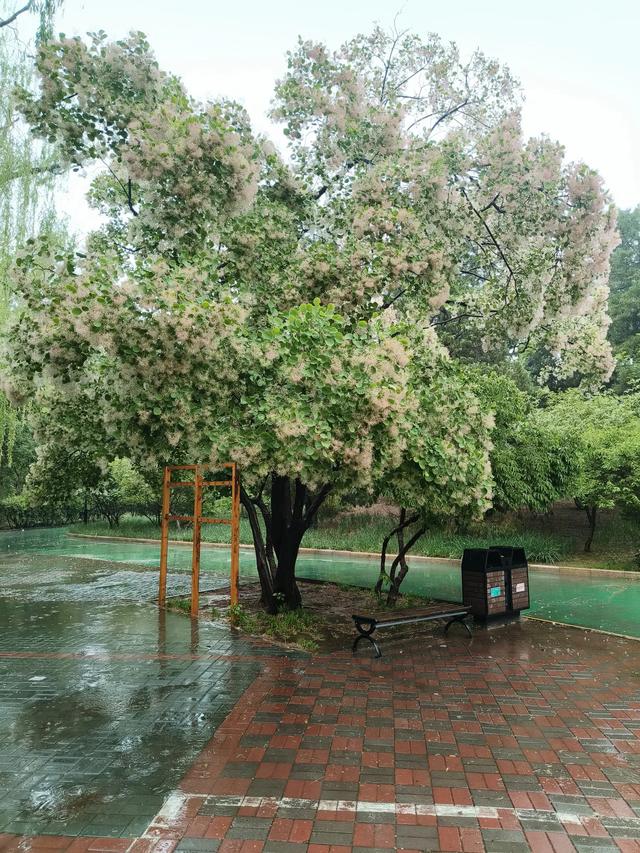 天津雨中的《红光公园》