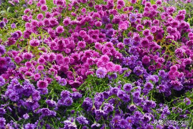 此刻，紫色“花毯”已“铺”好，石家庄市栾城区美成这样……