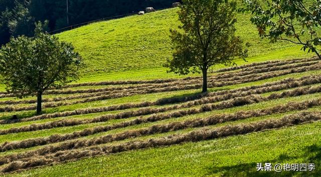 欧游杂记（5）‖ 齿轮火车几上几下瑞吉山，缆车凌空飞跃韦吉斯