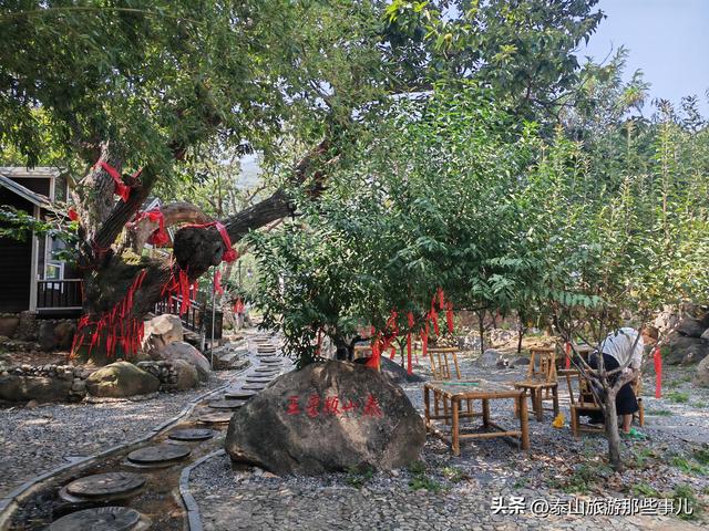 泰安：它是泰山“北大门”，田园风光让人陶醉，有株800年板栗树