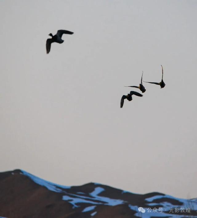 【冬天的野麻湾】阳关雪及野麻湾的飞鸟