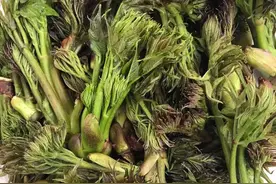 东北山珍——刺嫩芽图片