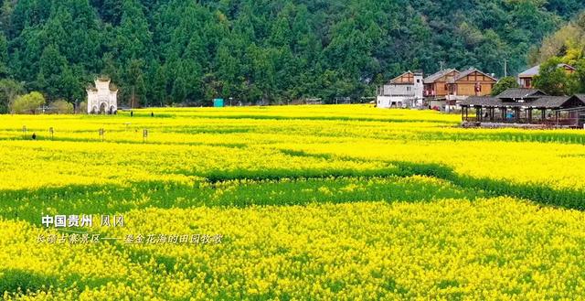 悦遵义•赴春约丨凤冈：一半花海 一半茶香