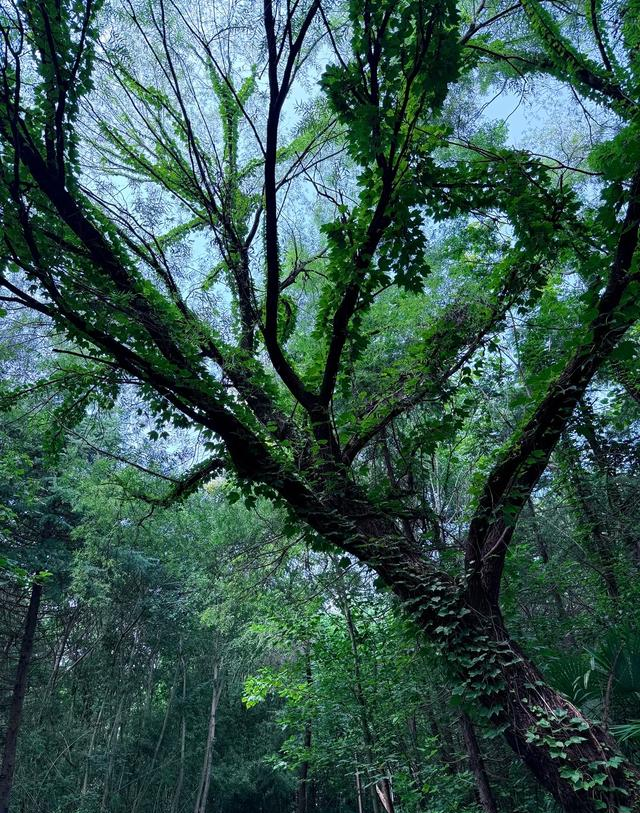 好消息，宿迁又一免费新公园，火了！好玩又好逛，去了，还想去！