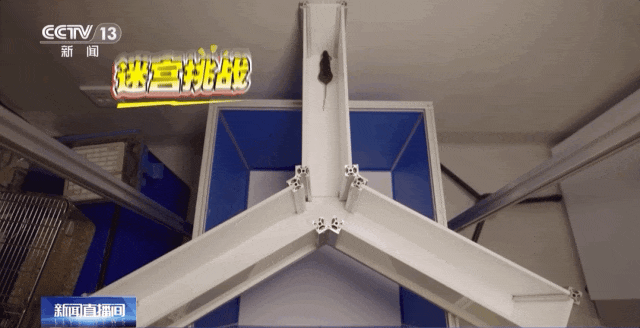 小鼠“航天员”魔鬼训练画面曝光