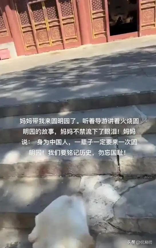 17小时爬泰山后,盲女王营营为何丢了导盲犬、没了工作?