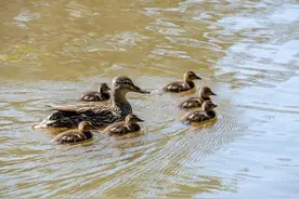 野鸭子在人多热闹地方下蛋，能孵出小鸭子吗？野鸭孵蛋记（1）图片