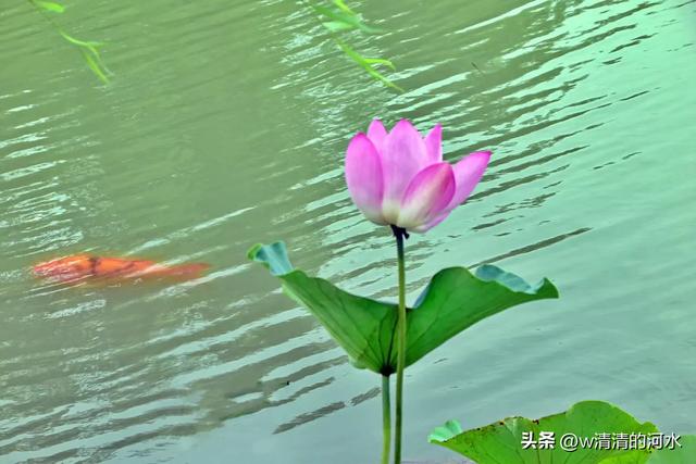 荷花是夏季里最曼妙的风景