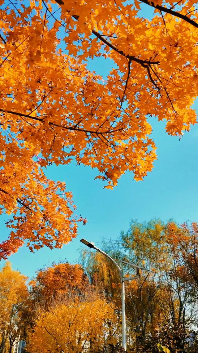 18公里步道免费开放!西五环边的这个公园迎来最佳观赏期——