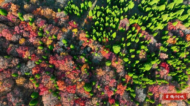 来九龙山，品尝咱钢城深秋的“鸳鸯火锅”
