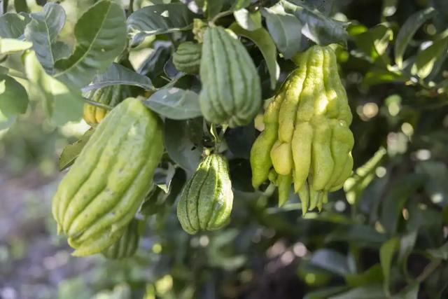 石棉秋日限定！田湾河畔佛手柑熟了，这抹 “黄金果” 藏着最浓乡韵