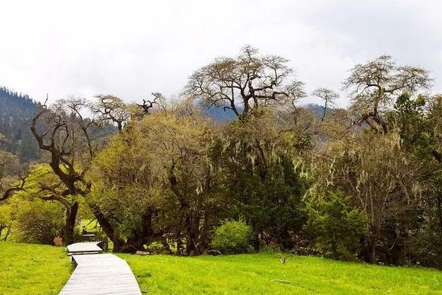 林芝凭什么是“西藏江南”？答案在这里。