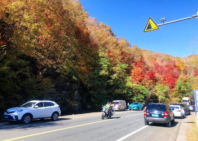 东北“杀疯了”！从新疆“平替”到一周吸金250亿，做对了什么？