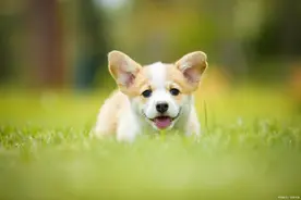 养狗经验：狗狗不愿意吃东西图片