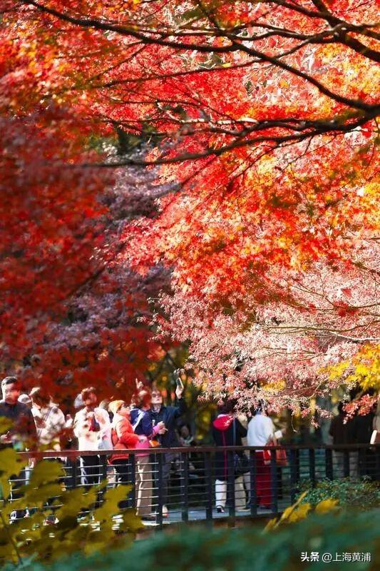 传说中的“层林尽染”，原来就在市中心！
