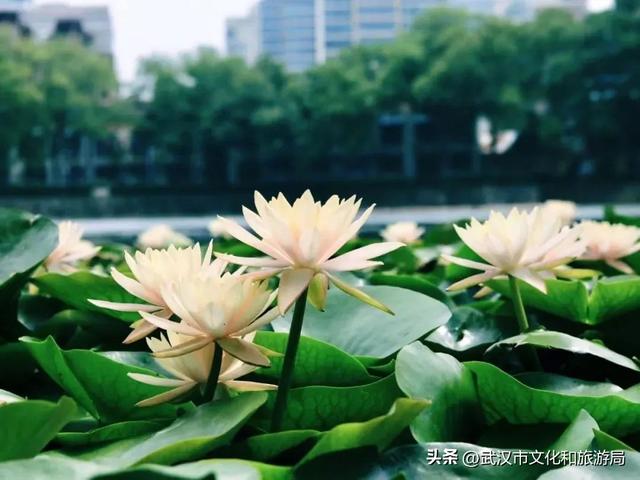 武汉荷花已到盛花期！5处赏荷地，地铁直达