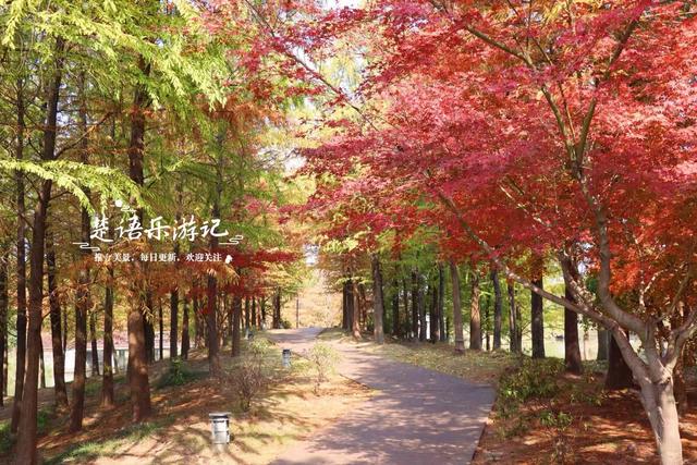 浙江宁波这个森林公园又火了，银杏林成为打卡胜地，水杉林更美丽