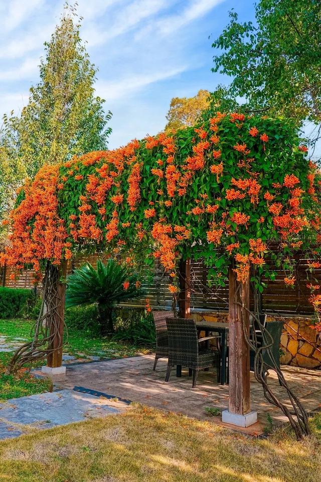 弥勒炮仗花瀑布，太出片了！多个打卡点→