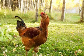 18000只（白羽肉鸡）程序用药明细，收藏备用！图片