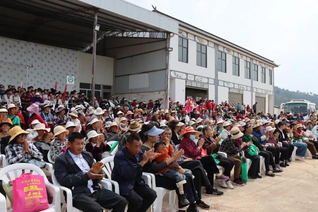 弥渡东谷万亩梨花绽放，赏花正当时！