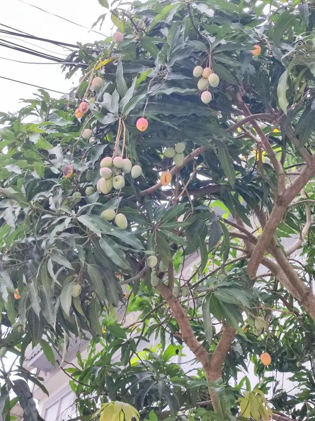 见广记2：香蕉花开