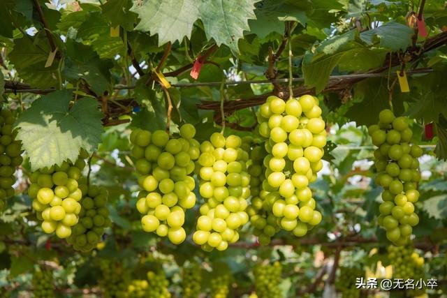 我来告诉你，广西水果自由的背后藏着多少“不可告人”的秘密