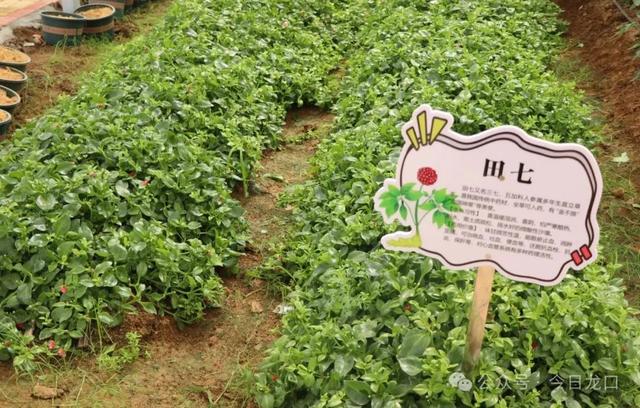 龙口大山深处，有个神奇“百草园”！可以带孩子去耍啦→