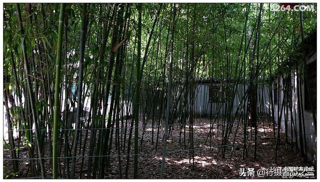 山东行游影记（6）—济南趵突泉（六）