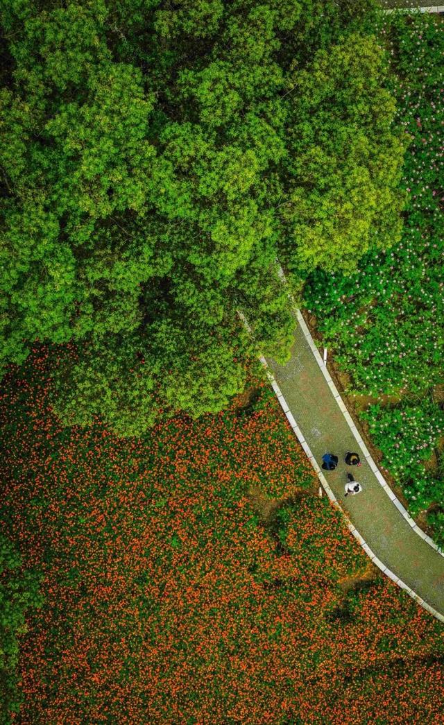 虎丘山脚下的免费公园！四片超大的缤纷花海，一次性看个够！
