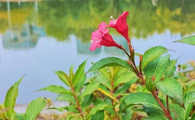 寻美薛城丨倔强！勇敢！锦带花寒冬绽放