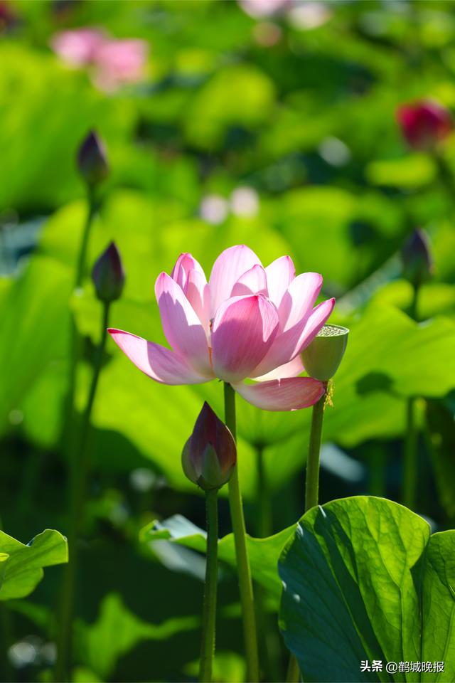 甘南县兴十四村第三届荷花节盛大开幕