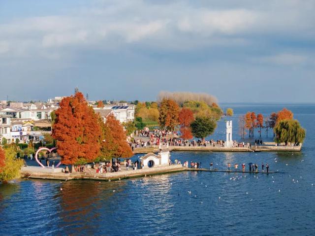 洱海水杉林：湿地生态和谐的“守护者”