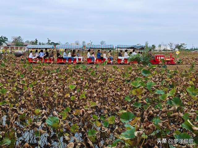 湖北：国庆节网红打卡地 云梦花开十月紫黛草韵染秋色