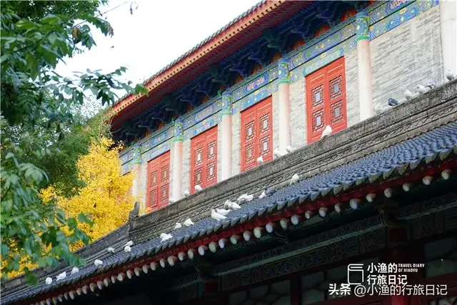 西安面积最大的免费古寺，地处闹市，幽深静谧！秋色正浓