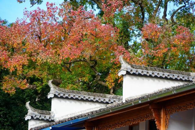 红叶如火，塔川正浓 | 皖美冬日 | 第十五届安徽国际文化旅游节