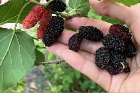 桑葚是热性还是凉性？揭秘桑葚的吃法，营养价值和注意事项！图片