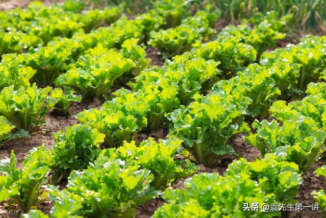 “冷不冷，就看处暑”，今日处暑，今年冬天会很冷吗？看农谚咋说