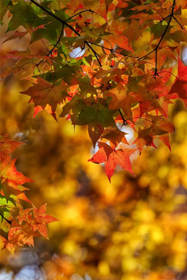 别急,地坛秋色还在!银杏节持续至本周末→