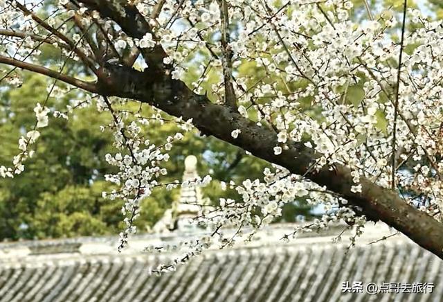 成都赏梅花的寺庙，你该去哪个？青砖红墙，一派梅花盛景，免费！